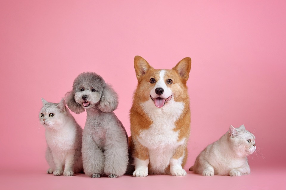 Hypoallergenic Dogs - Is This Your Dog?